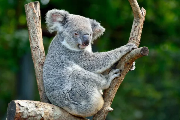 Koala Sobre Eucalipto Queensland Austrália — Fotografia de Stock