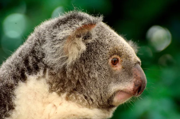 Retrato Coala Queensland Austrália — Fotografia de Stock