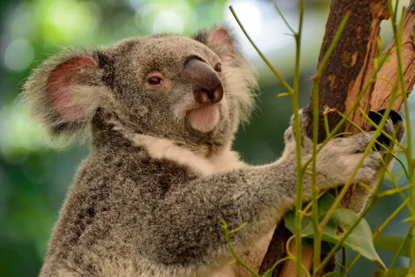 Koala Auf Eukalyptusbaum Queenland Australien — Stockfoto