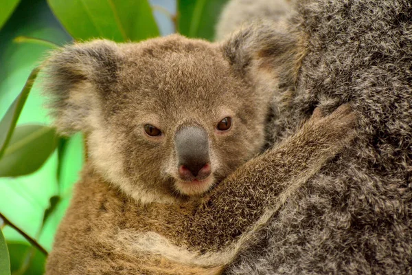 Retrato Bebé Koala Queensland Australia —  Fotos de Stock