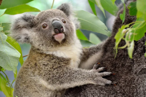 Retrato Bebé Koala Queensland Australia —  Fotos de Stock