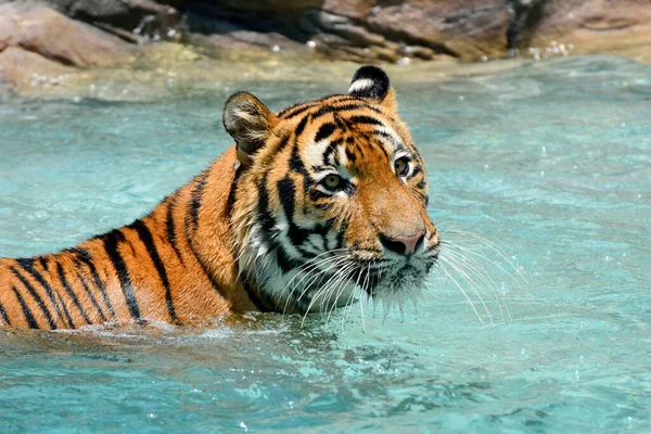 Tigre Panthera Tigris Relajándose Piscina Caluroso Día Verano — Foto de Stock