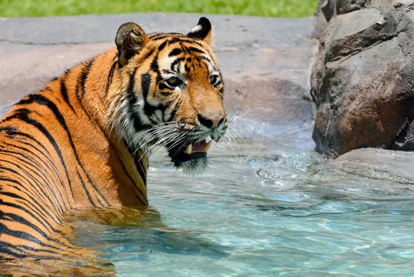 Tiger Panthera Tigris Cooling Pool Hot Summer Day — Stock Photo, Image