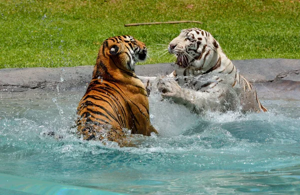 Weiße Und Bengalische Tiger Spielen Und Kämpfen Wasser — Stockfoto
