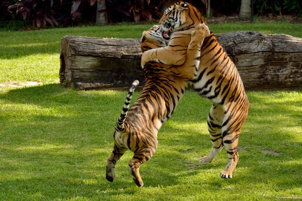 Bengálští Tygři Hrají Bojují Trávníku — Stock fotografie