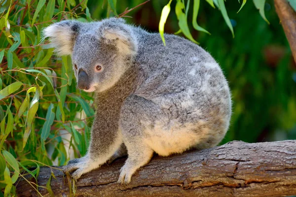 Koala Eukalyptu Strom Queensland Austrálie — Stock fotografie