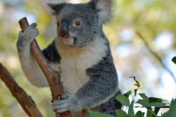Koala Στο Δέντρο Ευκαλύπτου Στο Queensland Αυστραλία — Φωτογραφία Αρχείου