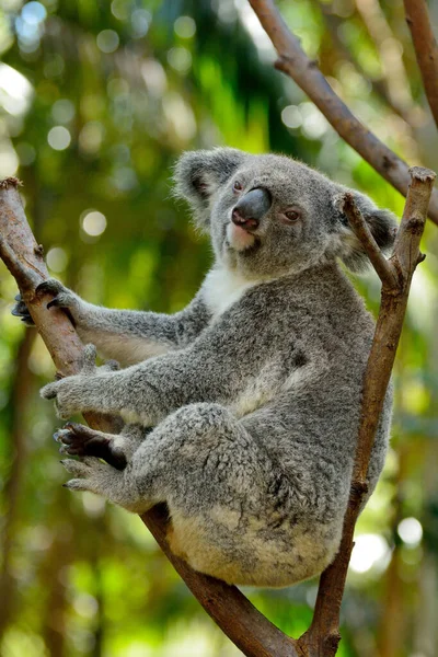 Koala Sobre Eucalipto Queensland Australia —  Fotos de Stock