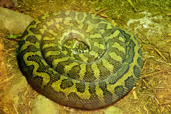 Gestrüpp Python Morelia Kinghorni Ist Die Größte Australien Gefundene Schlange — Stockfoto