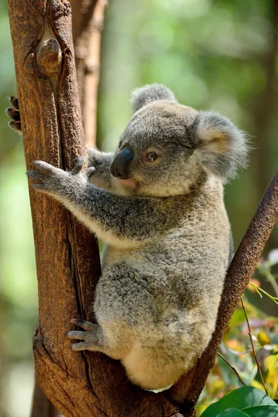 Baby Koala Drzewie Eukaliptusowym Queensland Australia — Zdjęcie stockowe