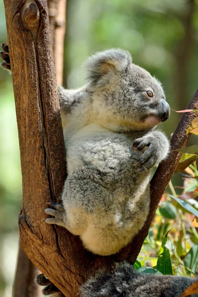 Baby Koala Eukalyptovém Stromě Queenslandu Austrálie — Stock fotografie