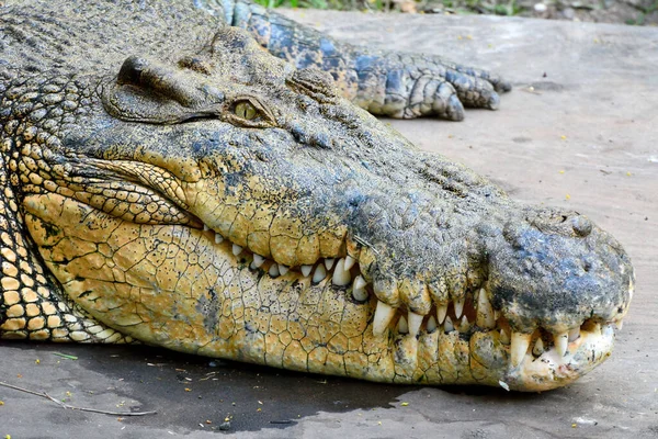 Krokodyl Słonowodny Crocodylus Porosus — Zdjęcie stockowe