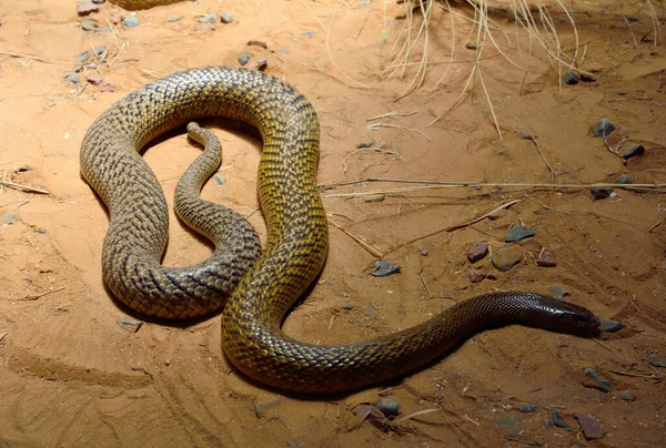 Taipan Interior Oxyuranus Microlepidotus Serpente Mais Venenosa Mundo Endémica Austrália — Fotografia de Stock