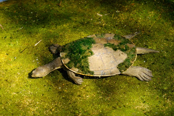 Kreffts Turtle Emydura Macquarii Krefftii Želva Krátkokrká Vyskytující Pouze Queenslandu — Stock fotografie