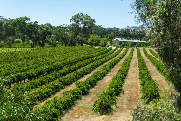 Winery Barossa Valley South Australia Stock Image