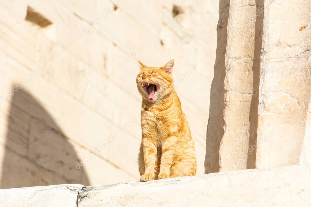 Yawning cat among ruined columns of the Propylaea monumental gateway to the Acropolis of Athens in Greece. 