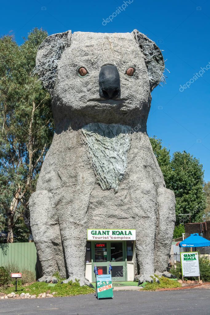Dadswells Bridge, Victoria, Australia 4 de marzo de 2017. El Koala