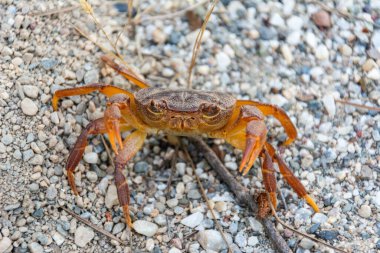Türkiye 'de potamon rodyum yarı karasal yengeç.