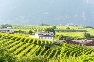 Eppan 'ın Güney Tirol belediyesindeki üzüm bağları.