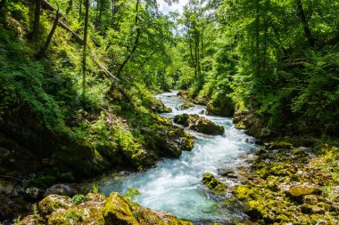Slovenya 'nın Bled kasabası yakınlarındaki Vintgar Vadisi' nde (Soteska Vintgar) manzara. Radovna Nehri tarafından oyulmuş, Radovna Vadisi 'nin devamıdır..