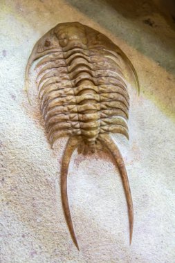 Trilobit fosili (Paraceraurus exsul). Trilobitler nesli tükenmiş bir deniz eklembacaklılarıdır..