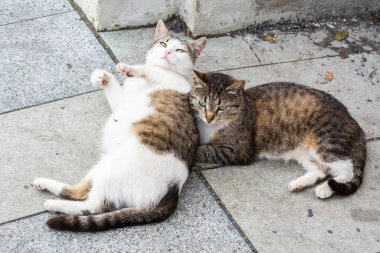 Moskova, Rusya 'da iki oyuncu sokak kedisi.