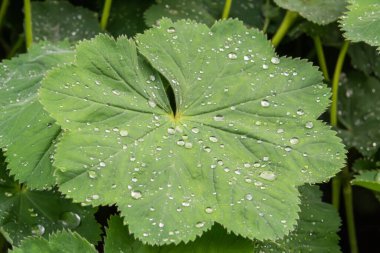 yaprak yağmur yeşil damla.