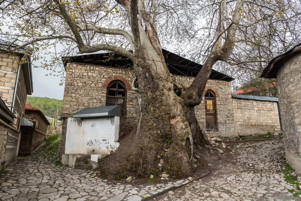 阿塞拜疆Ismayilli地区Basqal 2019年4月30日 古老的东方平面 Platanus Orientalis 始建于16世纪 位于阿塞拜疆伊斯梅里地区的Basqal定居点 树高35米 树干直径6米 — 图库照片