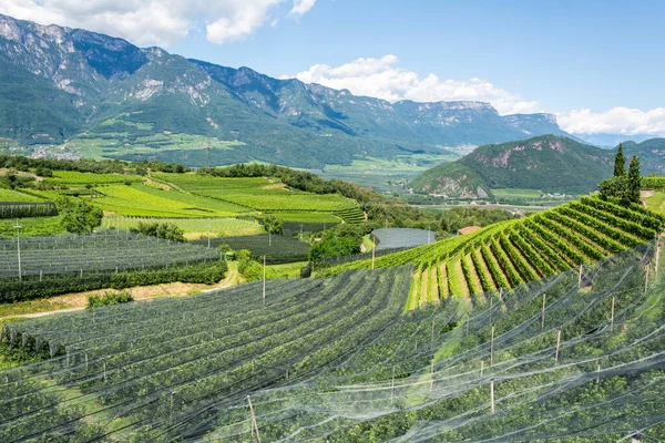 Vinhedos Cobertos Com Redes Município Montan Sul Tirol Itália — Fotografia de Stock