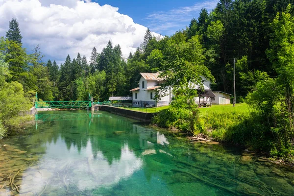 Tájkép Vintgar Gorge Ban Soteska Vintgar Bled Város Közelében Szlovéniában — Stock Fotó