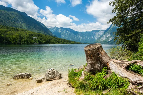 Kilátás Bohinj Tóra Szlovéniában Nyáron Egy Csonkkal Előtérben — Stock Fotó