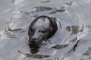 Liman Mührü Şefi (Phoca vitulina) sudan çıkmış..