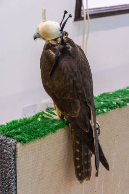 Falcon hooded in white cap at Falcon Souq in Doha, Qatar.