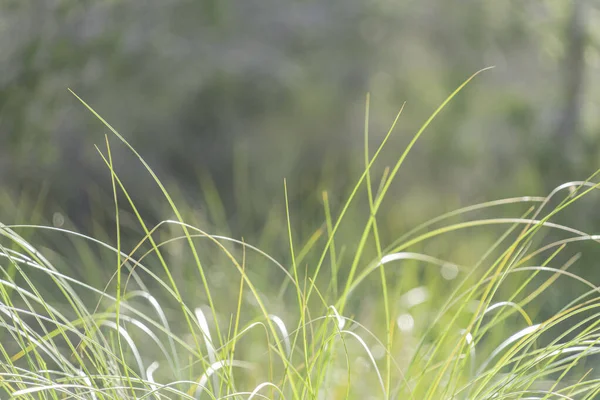 Hierba verde larga fresca cerca de fondo de la naturaleza — Foto de Stock