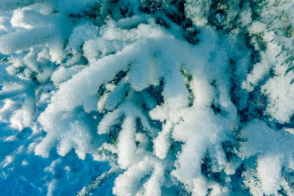 Fondo de invierno. ramas de abeto natural Evergreen cubiertas de nieve fresca — Foto de Stock