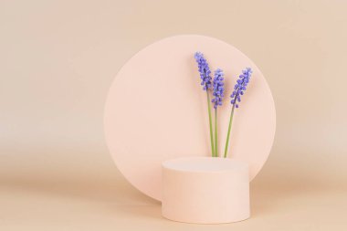 Geometrik şekilli ve mavi muscari çiçekli bahar kompozitonu. Ürün sunumu için podyum platformu ve pastel bej arka planda bahar çiçekleri. Ön görünüm