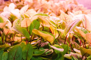 LED, bitki yetiştirmek için tam spektrumlu ışıklar üretiyor. Genç pancar bitkileri kapalı alanda dikey bitki çiftliğinde yetişir. Modern eko bitkileri yetiştirme ve bakım