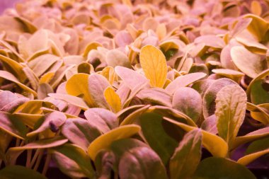 LED, bitki yetiştirmek için tam spektrumlu ışıklar üretiyor. Genç bitkiler kapalı alanda dikey bitki çiftliğinde yetişir. Modern eko bitkileri yetiştirme ve bakım