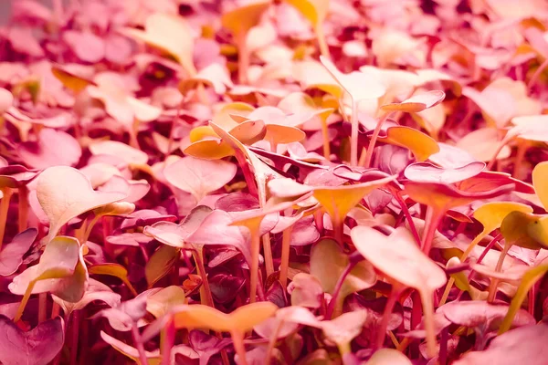 LED, bitki yetiştirmek için tam spektrumlu ışıklar üretiyor. Genç bitkiler kapalı alanda dikey bitki çiftliğinde yetişir. Modern eko bitkileri yetiştirme ve bakım