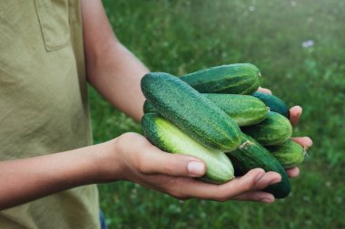 Taze salatalık tutan eller. Bir çiftlikteki sebze bahçesinde salatalık hasat eden bir genç.