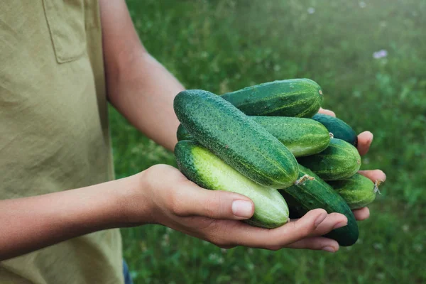 Taze salatalık tutan eller. Bir çiftlikteki sebze bahçesinde salatalık hasat eden bir genç.