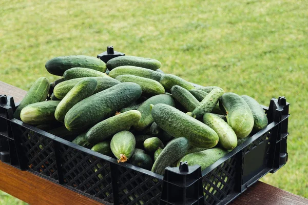 Farmer woman holding fresh cucumbers in her hands. Woman harvesting cucumbers on a farm