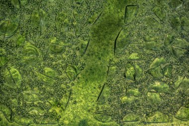 Green stained glass window texture background.