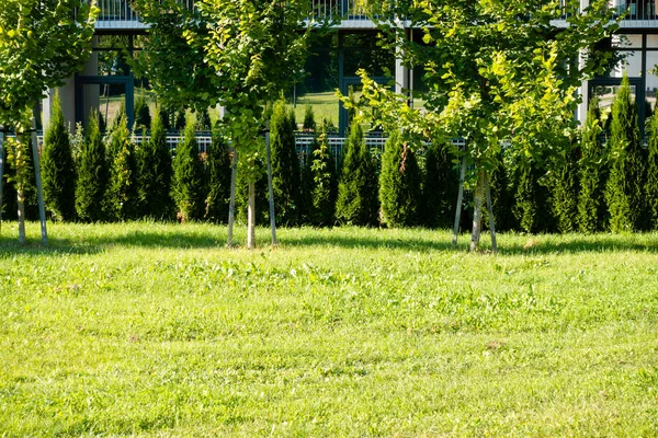 Urban Garden Row Green Trees Decorative Trees Lawn Front Apartment — Foto de Stock