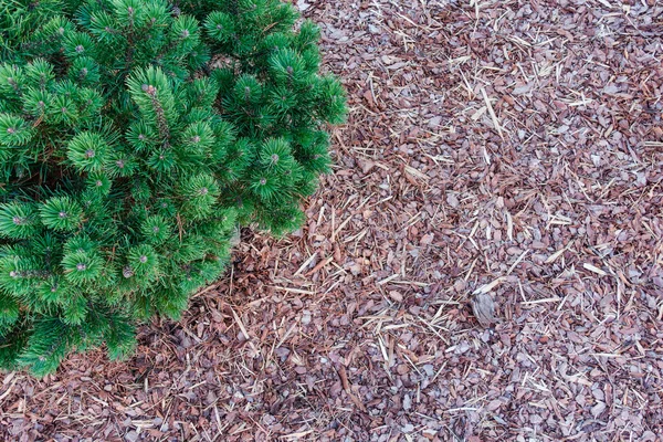Small pine tree in the garden mulched with natural brown bark mulch. Modern gardening landscaping design. Top view.