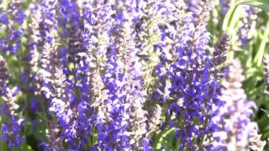 Honey bees flying around purple flowers. Bees collecting nectar pollen on summer sunny day in city urban garden