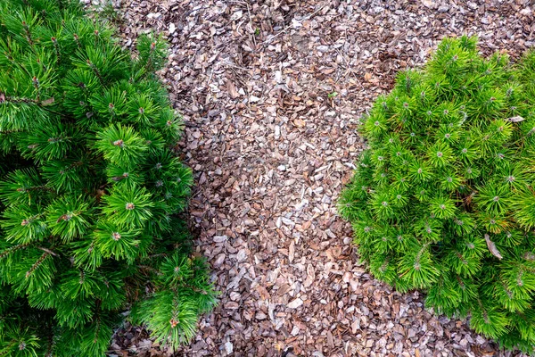 Small pine tree mulched with natural brown bark mulch. Top view. Modern gardening landscaping design.