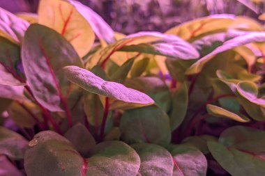 LED, bitki yetiştirmek için tam spektrumlu ışıklar üretiyor. Genç pancar bitkileri kapalı alanda dikey bitki çiftliğinde yetişir. Modern eko bitkileri yetiştirme ve bakım