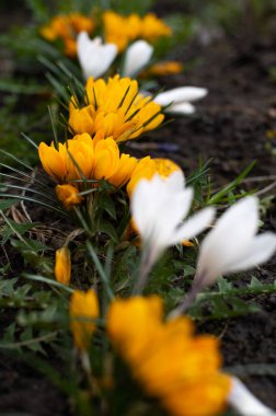 Çiçek açan bahar sarısı çiçekler doğada büyüyor.