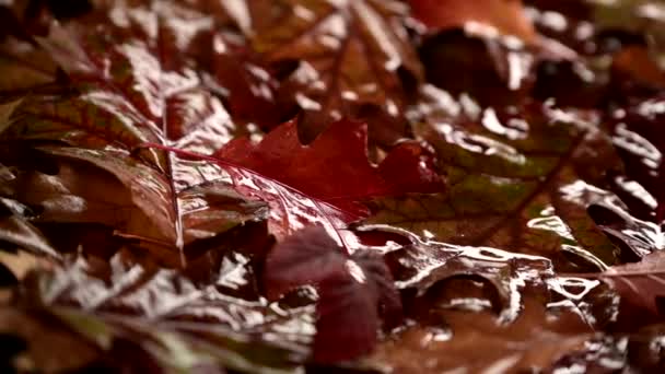 Folhas Outono Vermelho Molhado Fechar Após Chuva Fiação Lenta — Vídeo de Stock